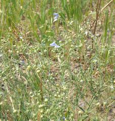 Linum perenne