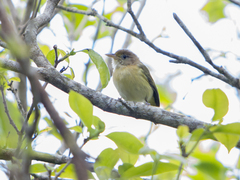 Pachysylvia aurantiifrons