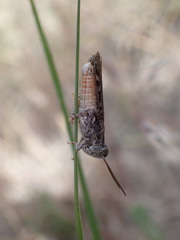 Psoloessa delicatula