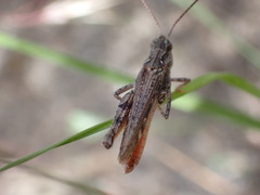 Psoloessa delicatula