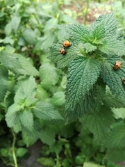 Harmonia axyridis
