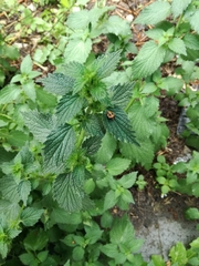 Harmonia axyridis