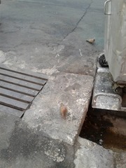 Streptopelia senegalensis