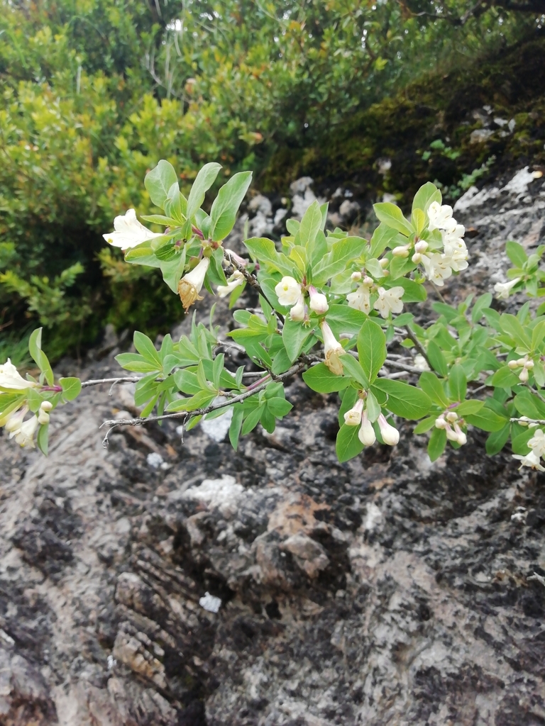 Lonicera pyrenaica  iNaturalist