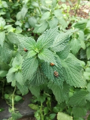 Harmonia axyridis