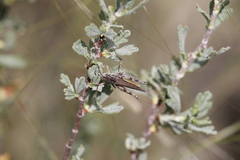 Psoloessa delicatula