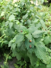 Harmonia axyridis