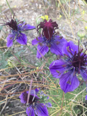 Nigella papillosa