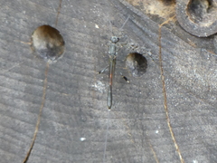 Gasteruption jaculator