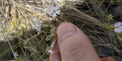 Silene linnaeana