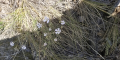 Silene linnaeana