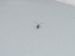 Pelargoderus bipunctatus