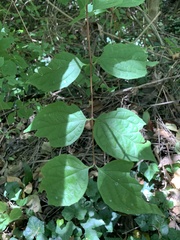Philadelphus inodorus