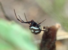 Latrodectus tredecimguttatus