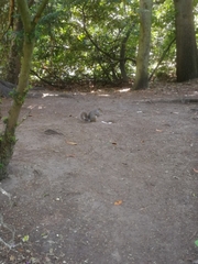 Sciurus carolinensis