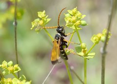 Parabatozonus lacerticida