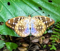 Lexias canescens