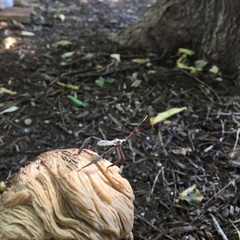 Acanthocephala alata