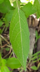 Physalis minima