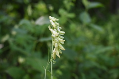 Vicia pisiformis