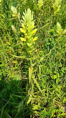 Melampyrum argyrocomum