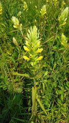 Melampyrum argyrocomum
