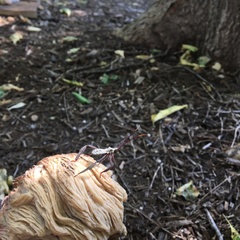 Acanthocephala alata