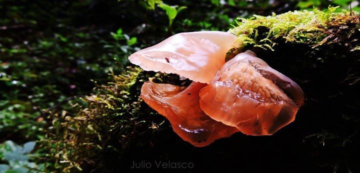 Auricularia delicata image
