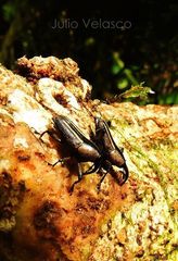 Linomadarus macrogrammus