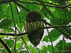 Strix fulvescens