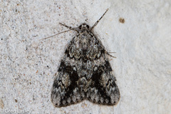 Catocala lineella