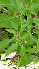 Physalis minima