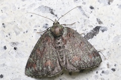 Dindica virescens