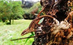 Anolis dollfusianus