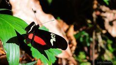 Heliconius hortense