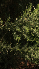 Tetranychus lintearius