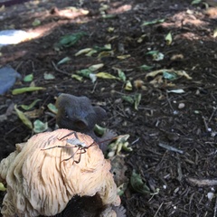 Acanthocephala alata