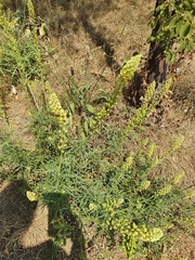 Reseda lutea
