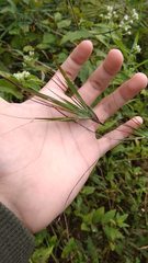 Themeda arguens