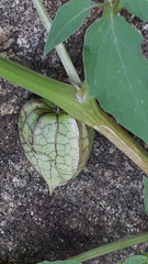 Physalis minima