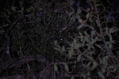 Antrostomus arizonae