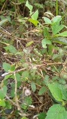 Aeschynomene americana