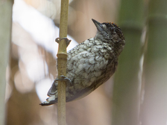 Picumnus squamulatus