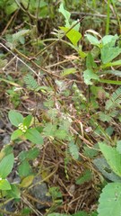 Aeschynomene americana