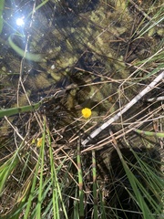 Utricularia intermedia