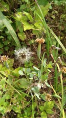 Porophyllum ruderale