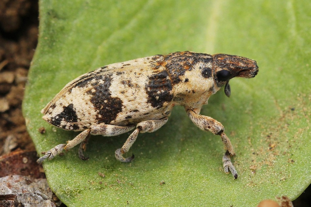 Chromoderus affinis