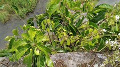 Schefflera