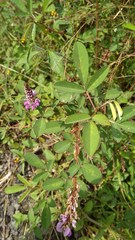 Grona heterocarpos