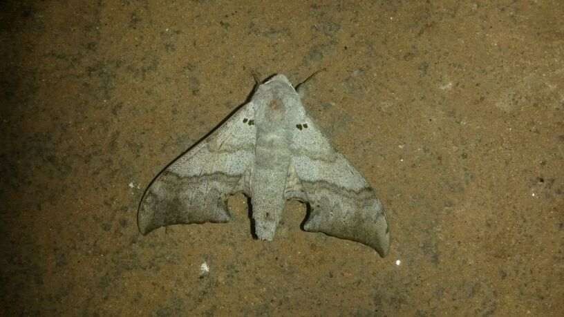 Falcatula